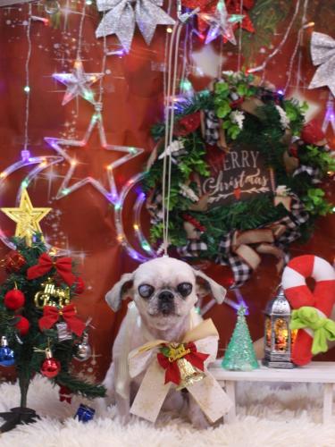 20231206マロニーちゃん